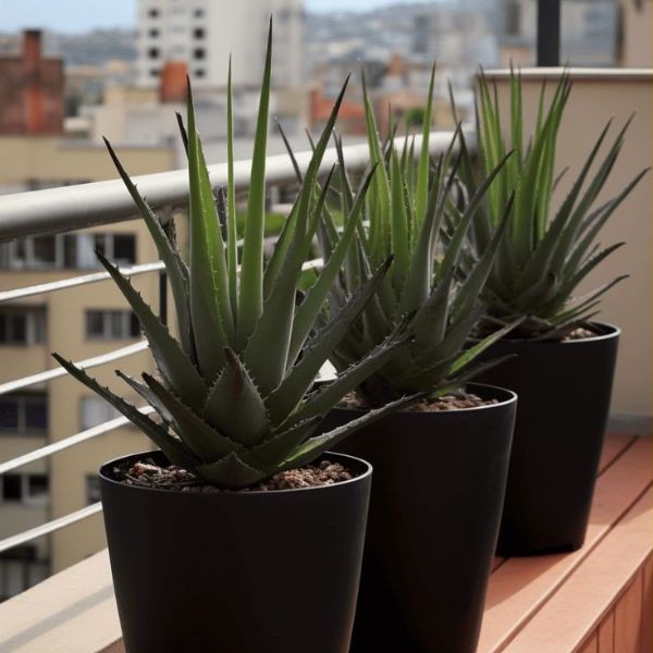 Tanaman Aloe Vera di Balkon Minimalis 