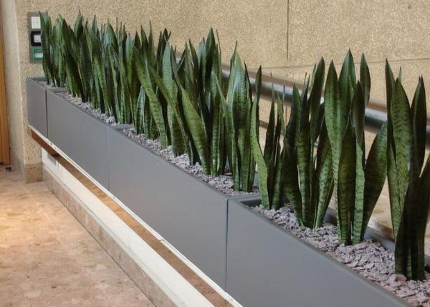 Tanaman Lidah Mertua di Balkon Minimalis