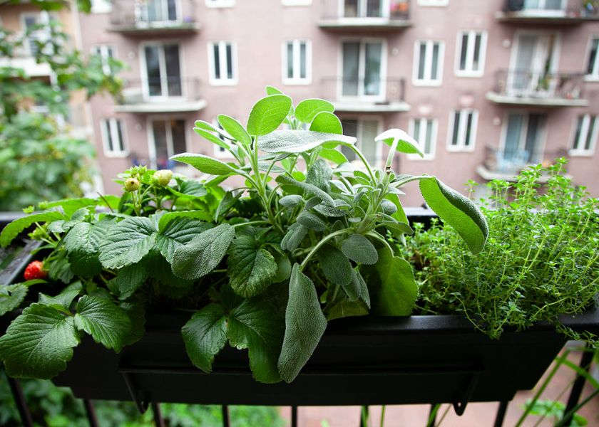 Tanaman Herbal di Balkon Minimalis 