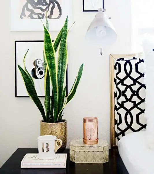 Dekorasi Kamar Minimalis Lidah Mertua