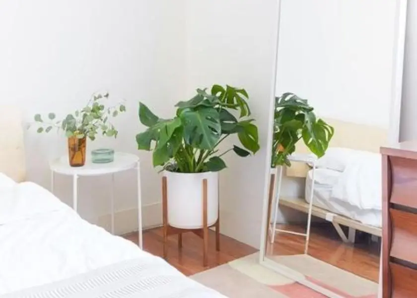 Dekorasi Kamar Minimalis Monstera