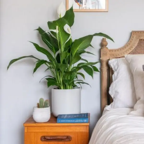 Dekorasi Kamar Minimalis Peace Lily