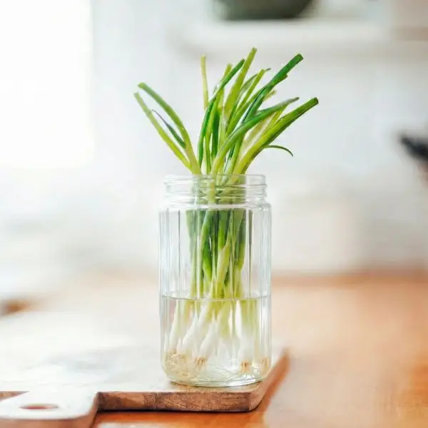 Menyimpan Sayuran Batang di Storage Jar Organizer Olymplast